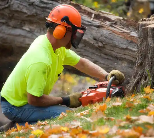 tree services Bay Shore